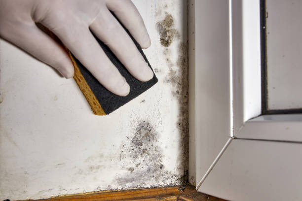 Best Commercial Mold Inspection  in Cleveland, MS